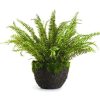 Decor * | Cut Price Grand Boston Fern Drop-In