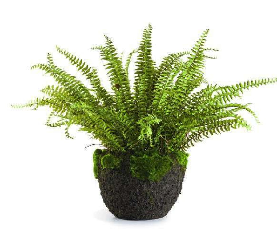 Decor * | Cut Price Grand Boston Fern Drop-In