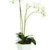 Decor * | Best Sale Tall Barclay Butera Phalaenopsis