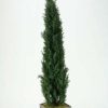 Decor * | Opening Sales Planted Cedar Tree