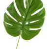 Decor * | Opening Sales Jumbo Split Leaf Philo