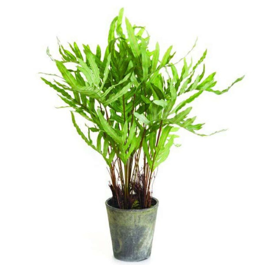 Decor * | Cut Price Hare'S Foot Potted Fern