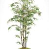 Decor * | Featured Planted Bamboo Tree