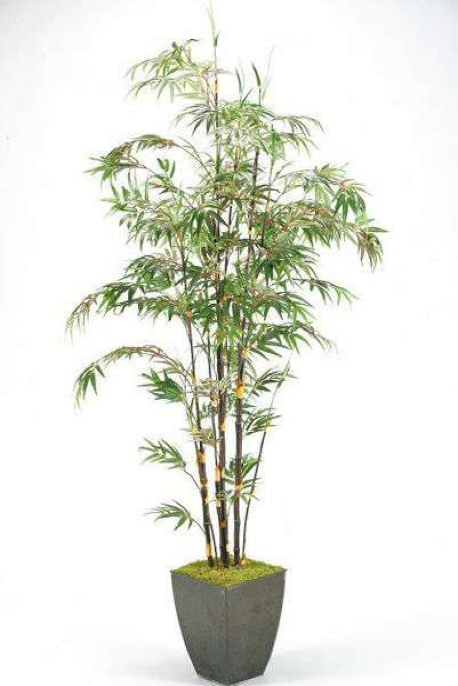 Decor * | Featured Planted Bamboo Tree